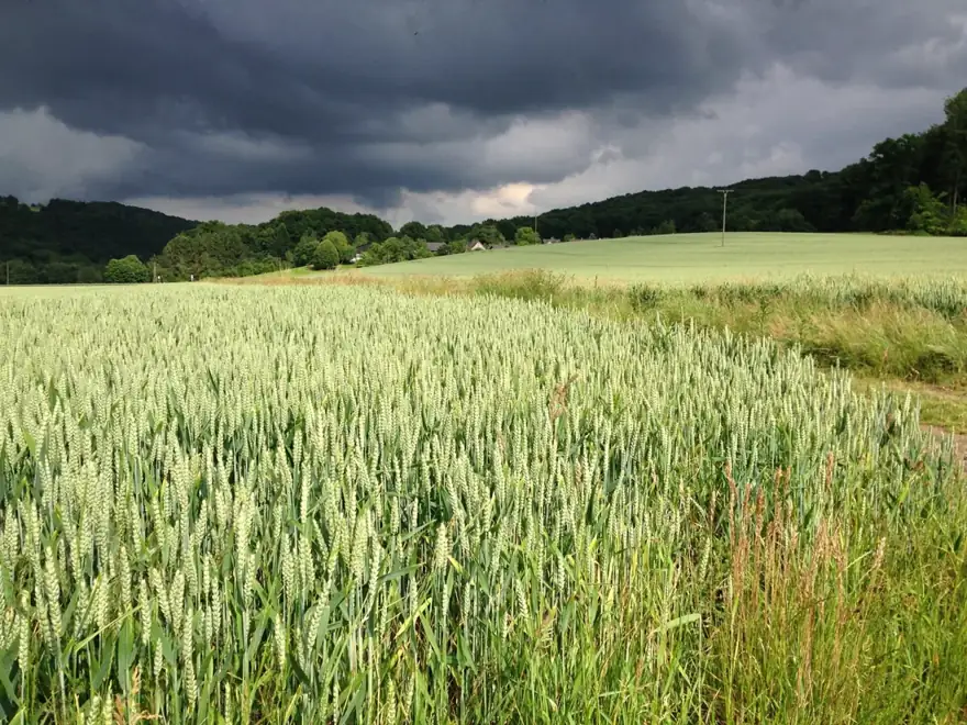 A cereal crop field beneath dark storm clouds.